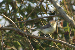 Orpheusspotvogel 1-Texel 30-9-2011