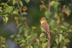 Orpheusspotvogel 3-Drenthe 22-5-2017