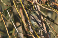 Orpheusspotvogel 3-Texel 30-9-2011