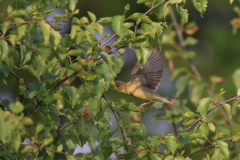 Orpheusspotvogel 4-Drenthe 22-5-2017