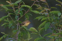 Orpheusspotvogel 5-Drenthe 22-5-2017