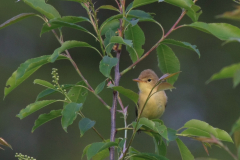 Orpheusspotvogel 6-Drenthe 22-5-2017