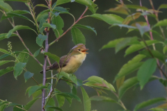 Orpheusspotvogel 7-Drenthe 22-5-2017