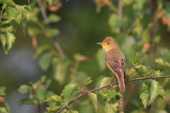 Orpheusspotvogel-Drenthe 22-5-2017