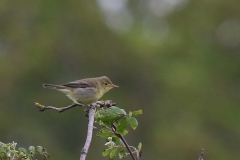 Orpheusspotvogel-Lauwersmeer 29-5-2021