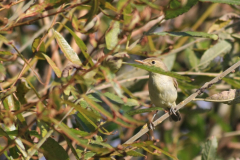 Orpheusspotvogel-Texel 30-9-2011