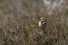 Paapje, ♀  Drenthe 19-6-2024