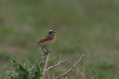 Paapje, ♂  1-Eemshaven 30-4-2008