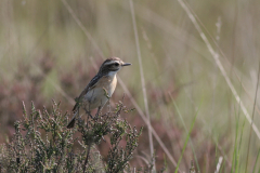 Paapje, ♀  1-Friesland 31-5-2009