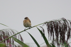 Paapje 1-Lauwersmeer 6-9-2018