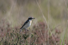 Paapje, ♂  2-Friesland 31-5-2009