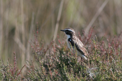 Paapje, ♂  3-Friesland 31-5-2009