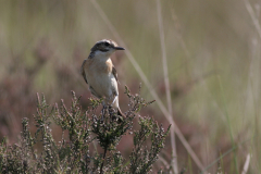 Paapje, ♀  4-Friesland 31-5-2009