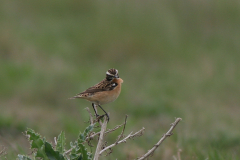 Paapje, ♂ -Eemshaven 30-4-2008