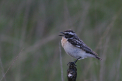 Paapje, ♂ -Friesland 21-6-2009