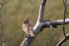 Paapje-Friesland 4-8-2011