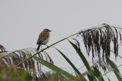 Paapje-Lauwersmeer 6-9-2018