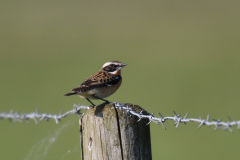 Paapje, ♂ -Zuidlaardermeergebied 20-4-2019