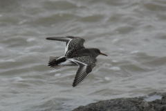 Paarse strandloper 1-Eemshaven 15-1-2014