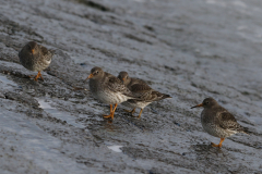 Paarse strandloper 1-Eemshaven 20-1-2022