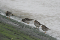 Paarse strandloper 1-Eemshaven 27-1-2008