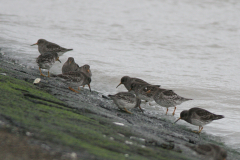 Paarse strandloper 2-Eemshaven 27-1-2008