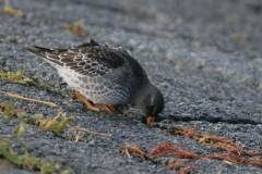 Paarse strandloper 3-Lauwersoog 25-11-2007