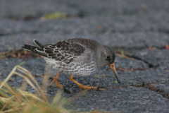 Paarse strandloper 5-Lauwersoog 25-11-2007