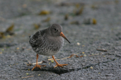 Paarse strandloper 6-Lauwersoog 25-11-2007