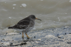 Paarse strandloper-Eemshaven 15-1-2014