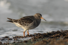 Paarse strandloper-Eemshaven 31-10 2015