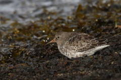 Paarse strandloper-Lauwersoog 20-9-2022