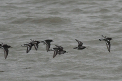 Paarse strandloper en Steenloper-Eemshaven 15-1-2014