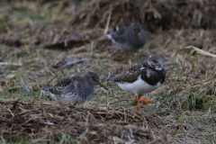 Paarse strandloper en Steenloper-Lauwersoog 22-12-2023