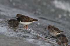 Steenloper en Paarse strandloper-Eemshaven 20-1-2022