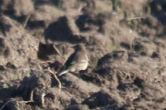 Siberische waterpieper (Japonicus) 2 -ZuidHolland 8-2-2023