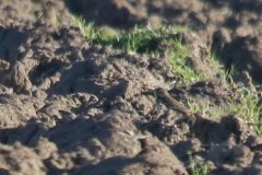 Siberische waterpieper (Japonicus) 4 -ZuidHolland 8-2-2023