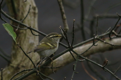 Pallas boszanger 11-Overijssel 22-11-2022