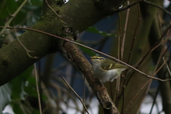 Pallas boszanger Flevoland 31-12-2021