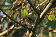 Pallas boszanger-Texel 19-10-2015 a