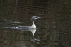 Parelduiker 1-Zuidlaardermeergebied 12-12-2018