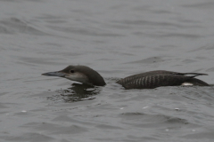 Parelduiker 2   Groningen-stad 14-2-2024