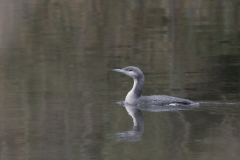 Parelduiker 2-Zuidlaardermeergebied 12-12-2018