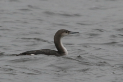 Parelduiker 4   Groningen-stad 14-2-2024