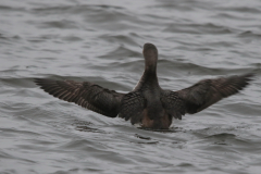 Parelduiker   Groningen-stad 14-2-2024 b