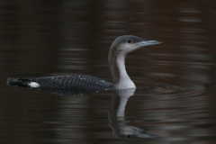 Parelduiker-Zuidlaardermeergebied 12-12-2018