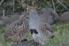 Patrijs 1-Eemshaven 29-1-2012 b