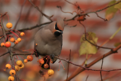 Pestvogel 1 Groningen-stad 12-11-2016