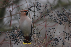 Pestvogel 1 Groningen-stad 29-1-2011