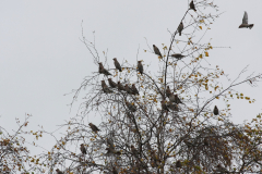 Pestvogel 1 Groningen-stad 3-11-2010